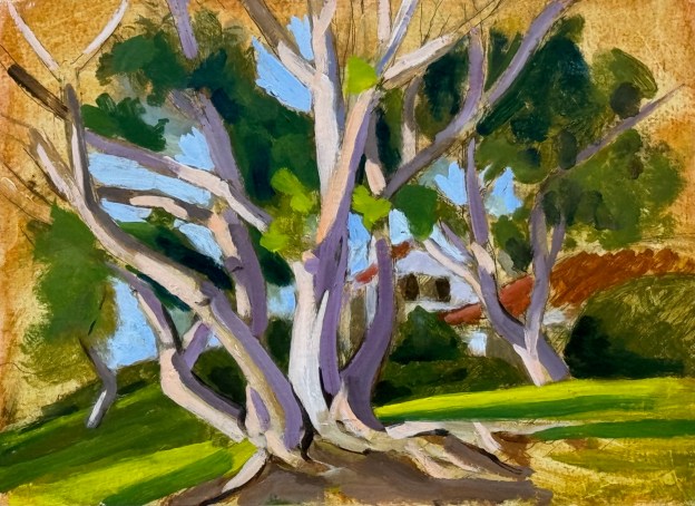 The six trunked Coral Tree. December 2025. Oil on panel. 9.5 x12' oe 21 x 32 cm.