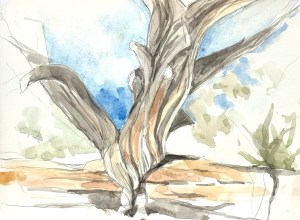 Tree at Montezuma's Well in Sedona. Watercolor on hot pressed paper. 9 x 12.5 " or 21 x 32 cm. 